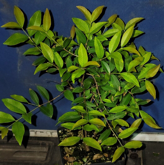 Seedlings on eBay!