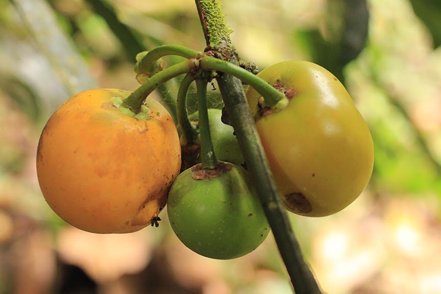 Garcinia xanthochymus