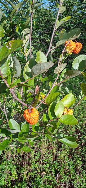 Annona cornifolia