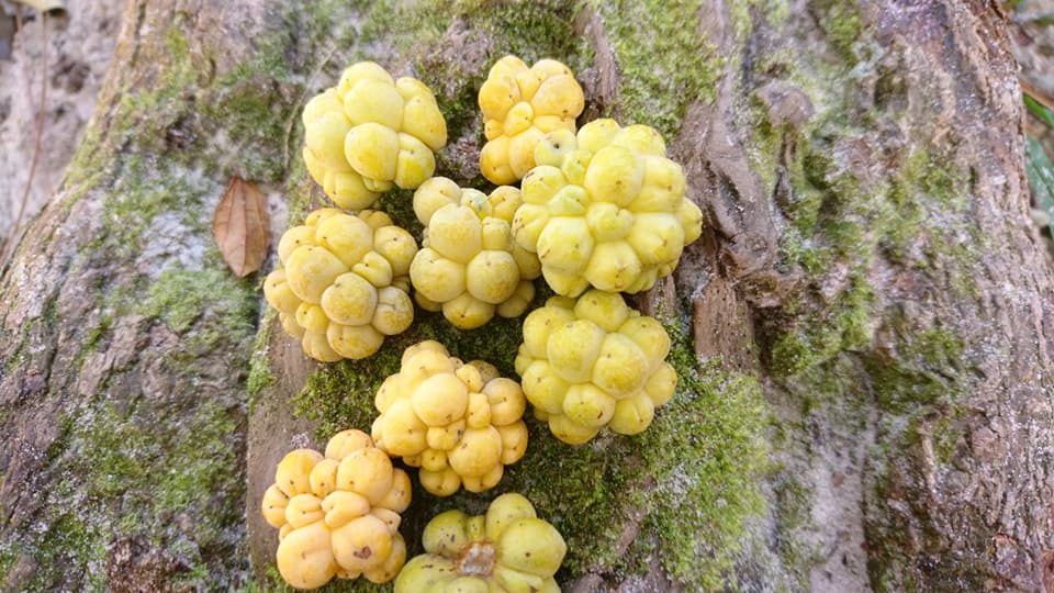 Annona maritima