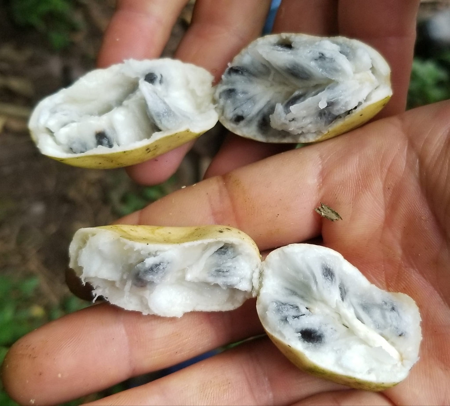 Annona quinduensis