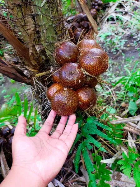 Salacca edulis "Honey Salak"