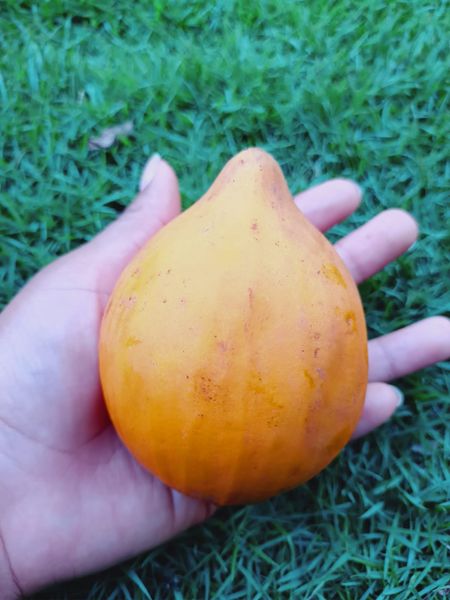 Plinia clausa "Anihuayo"