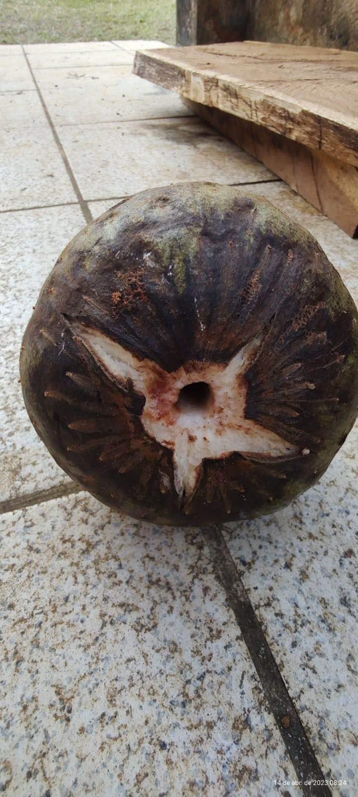 Annona salzmanii "Giant Black"