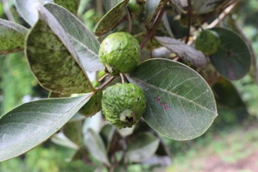 Psidium grandifolium var. albidum