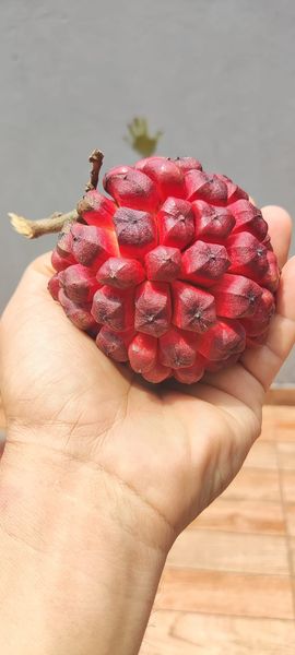 Duguetia lanceolata