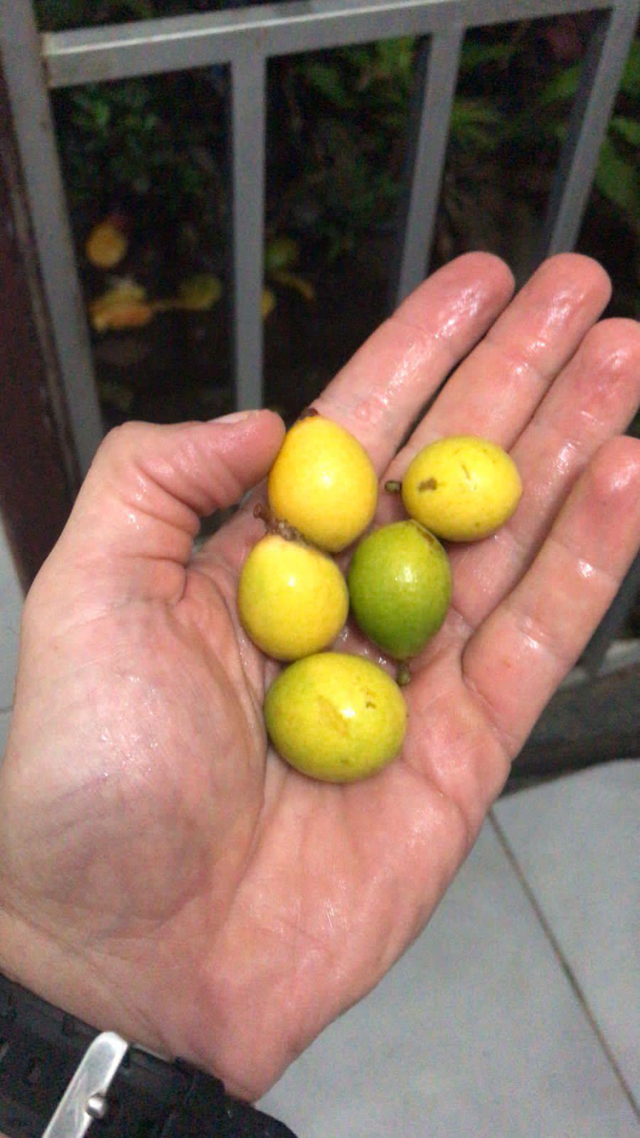 Pouteria reticulata