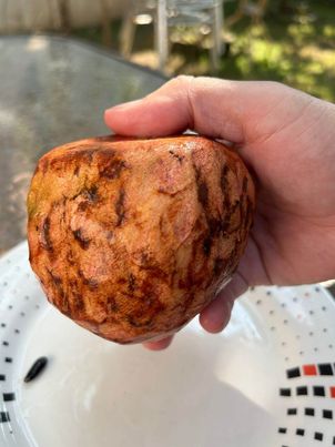 Annona reticulata "Sweet Orange"