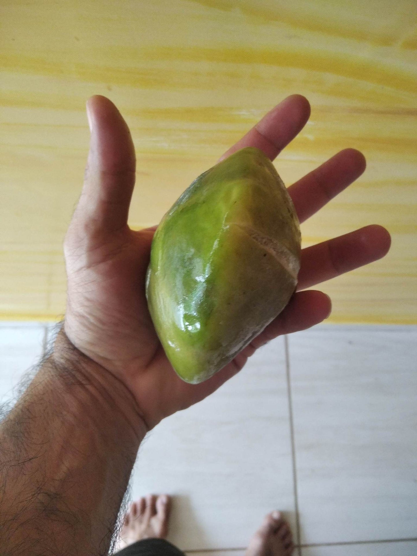 Campomanesia phaea "Cambuci"