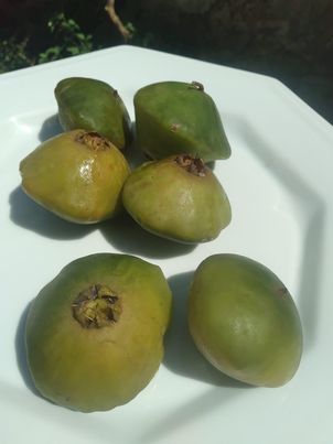 Campomanesia phaea "Cambuci"
