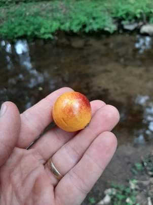 Pouteria durlandii