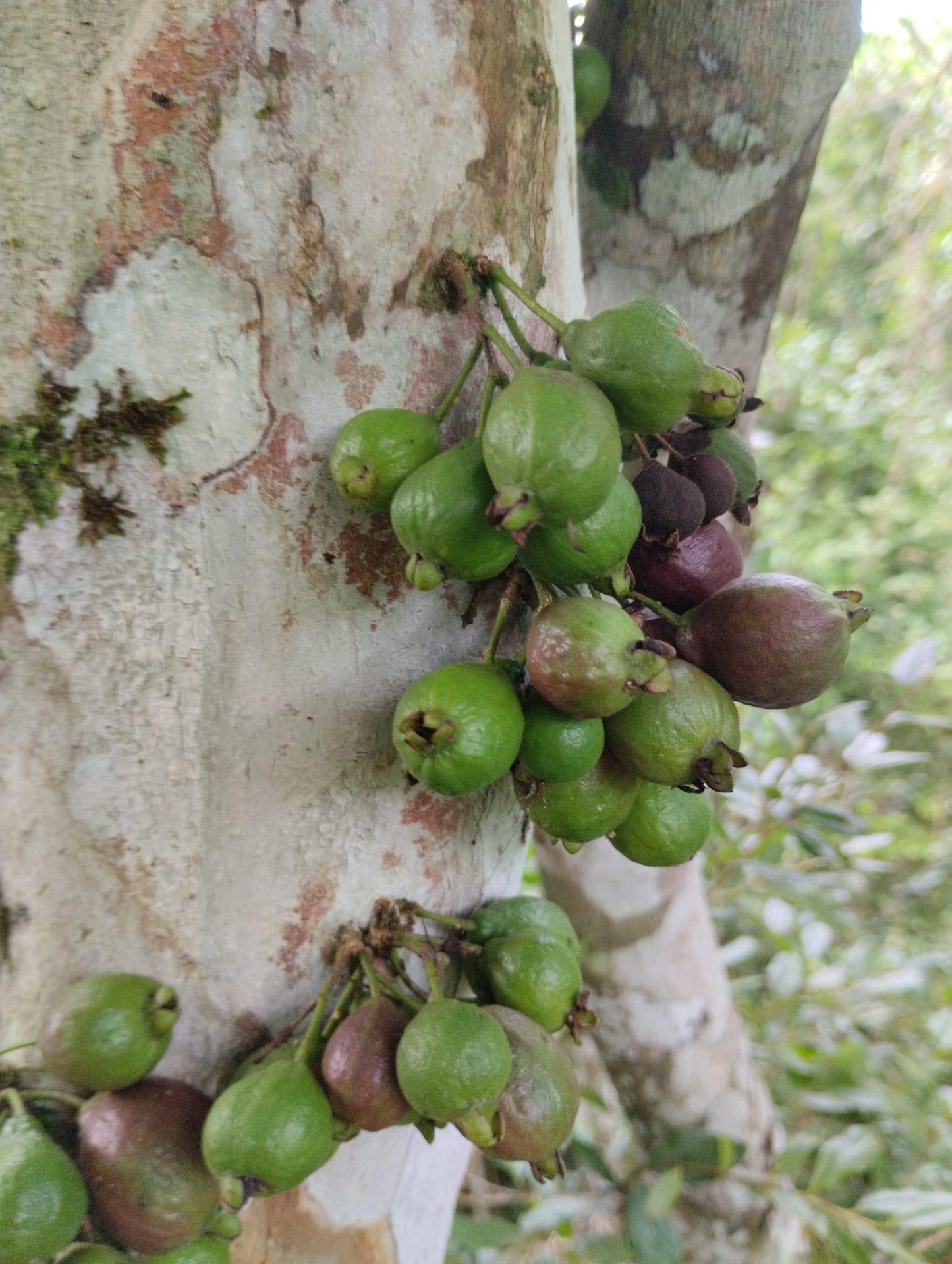 Psidium cauliflora