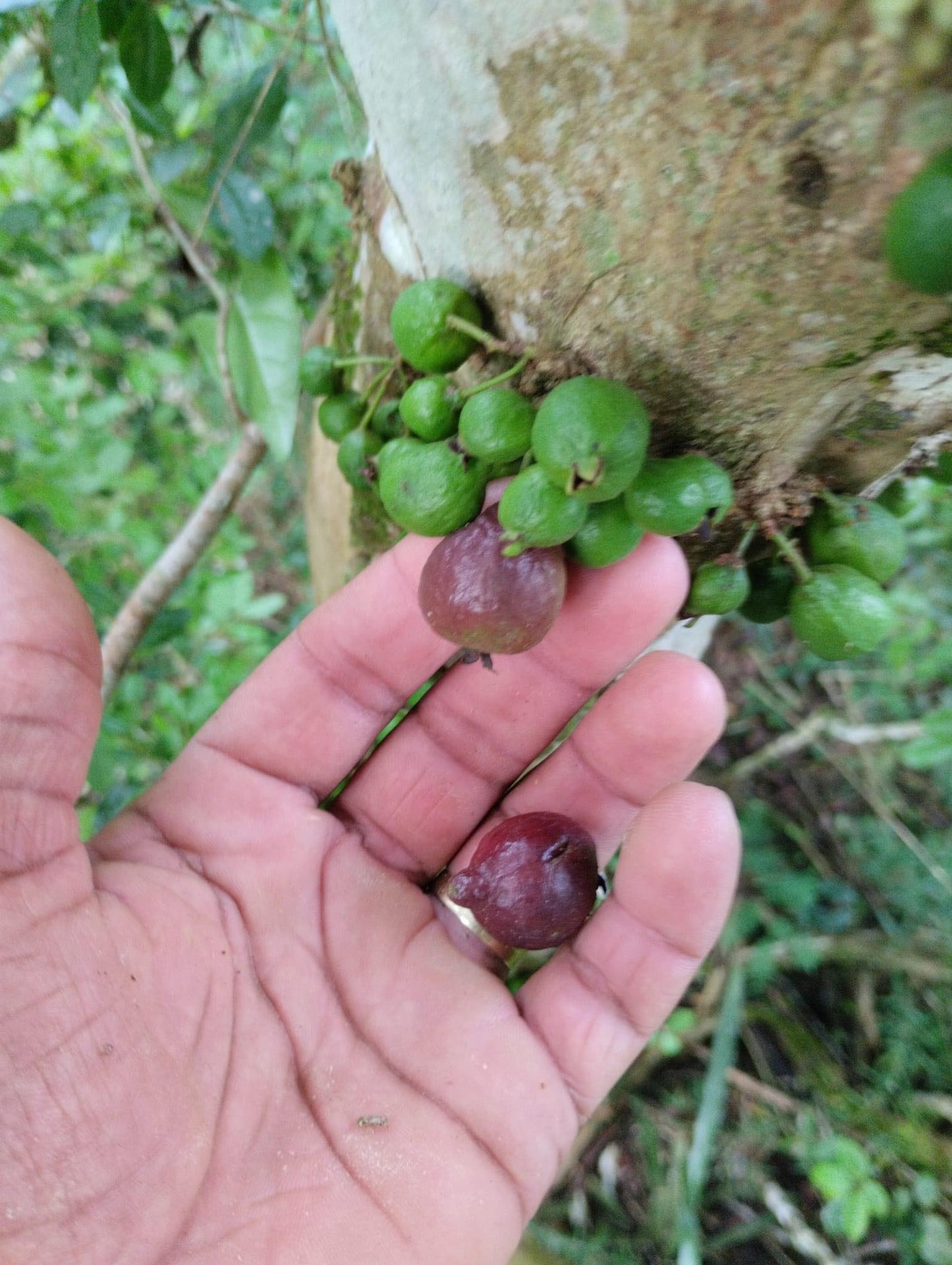 Psidium cauliflora