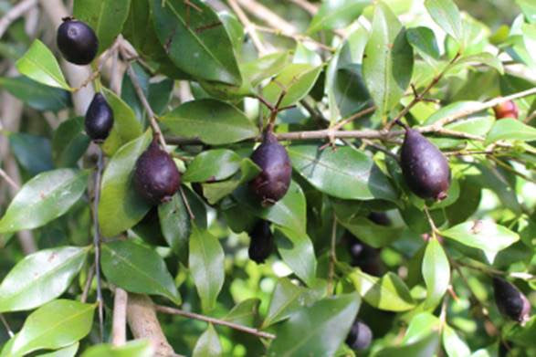 Psidium glaziovianum