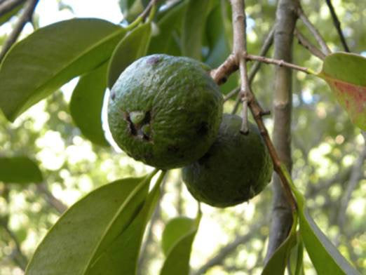 Psidium arboreum