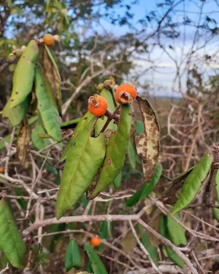 Eugenia sp. "Caatinga Laranja"