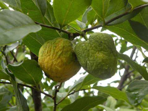 Annona ubatubensis