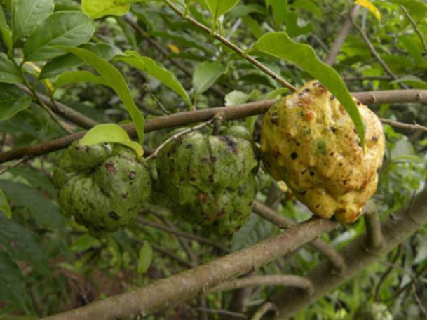 Annona xylopiifolia