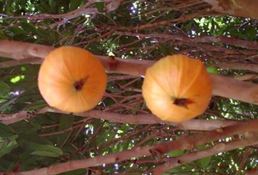 Plinia edulis "Cambuca"