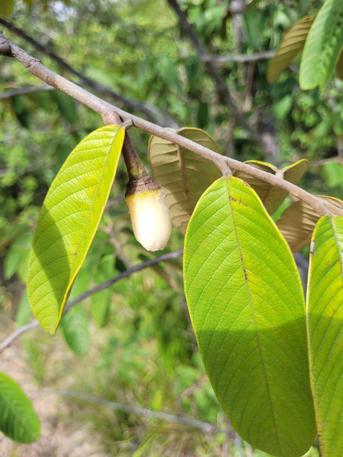 Annona paludosa