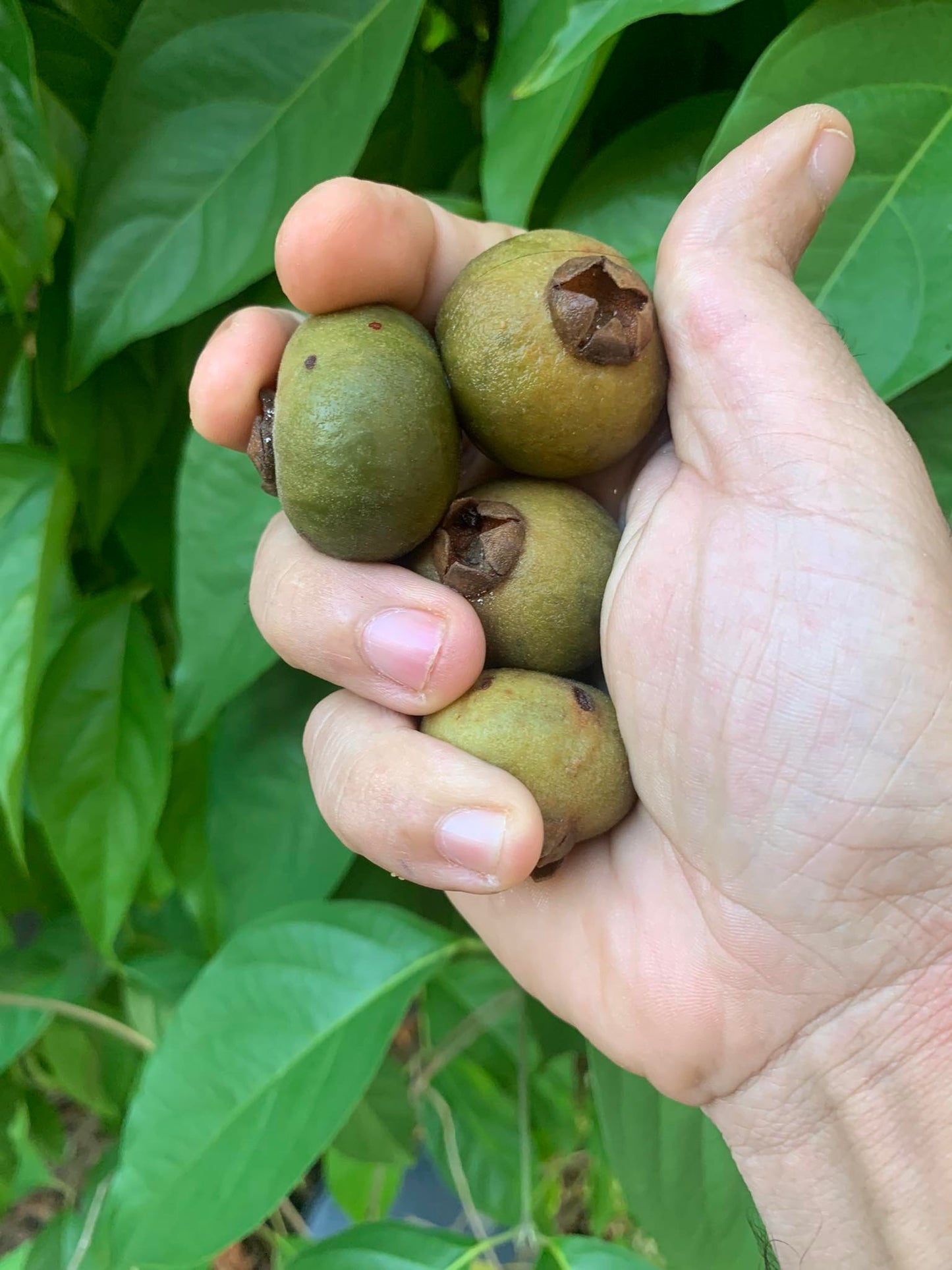 Campomanesia rufa