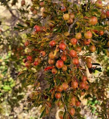 Psidium pulcherrimum