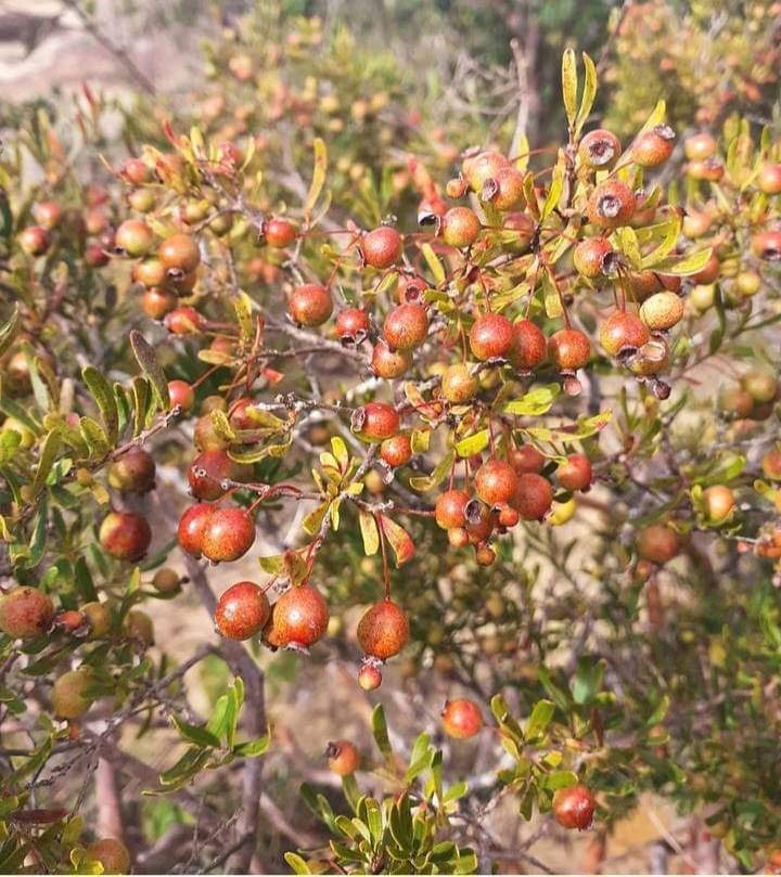 Psidium pulcherrimum
