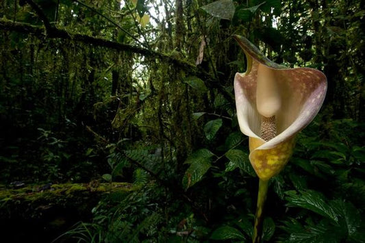Amorphophallus beccarii