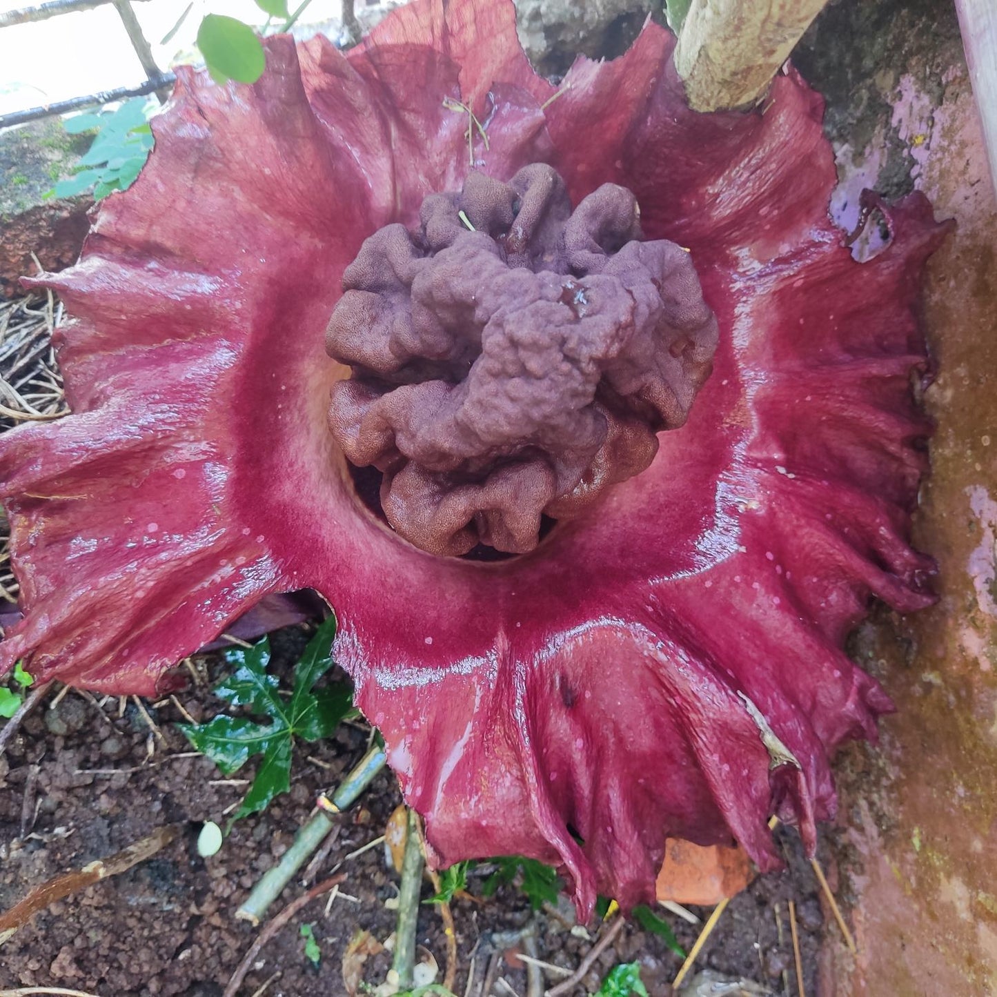 Amorphophallus paeoniifolius