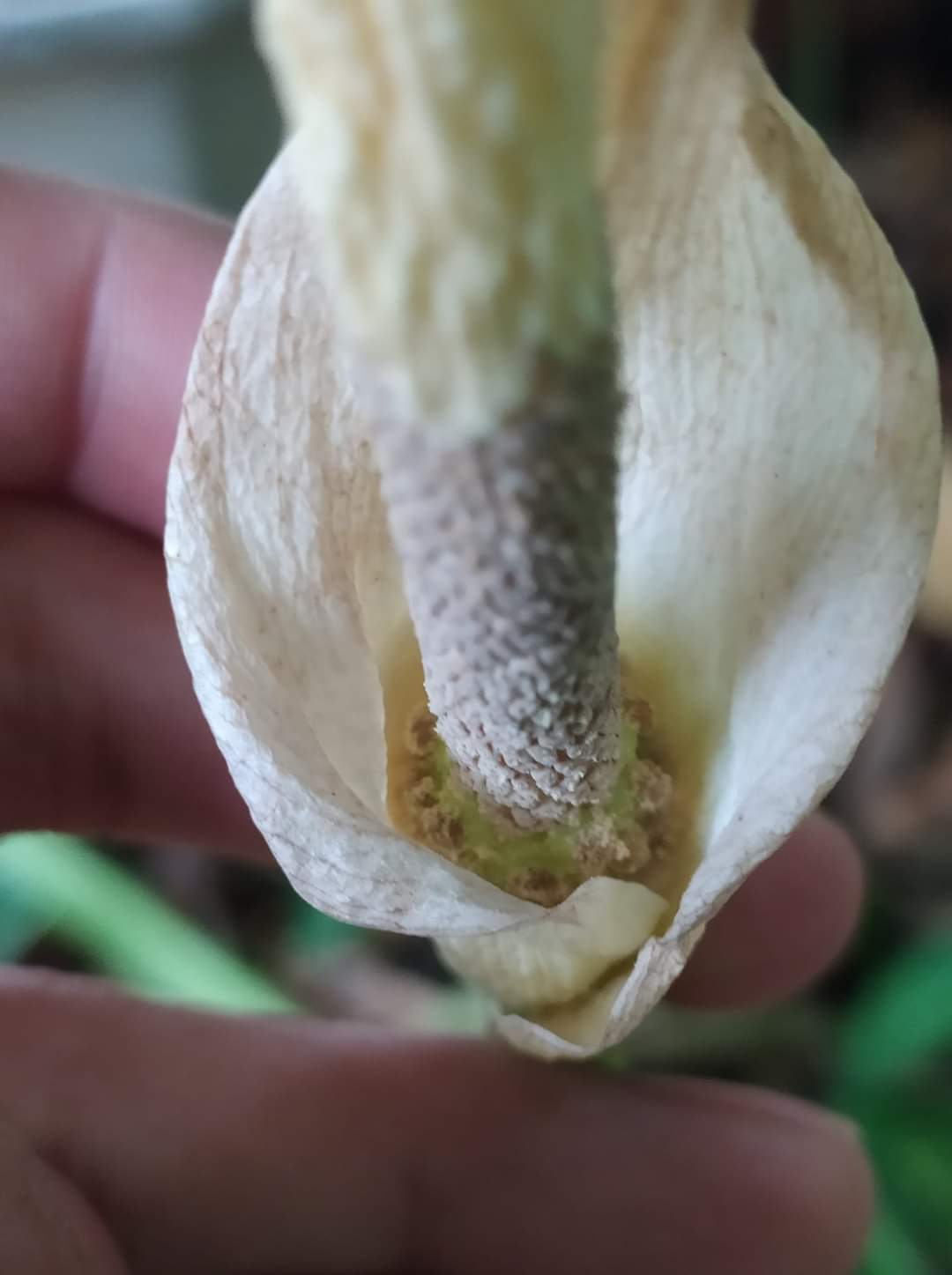 Amorphophallus variabilis