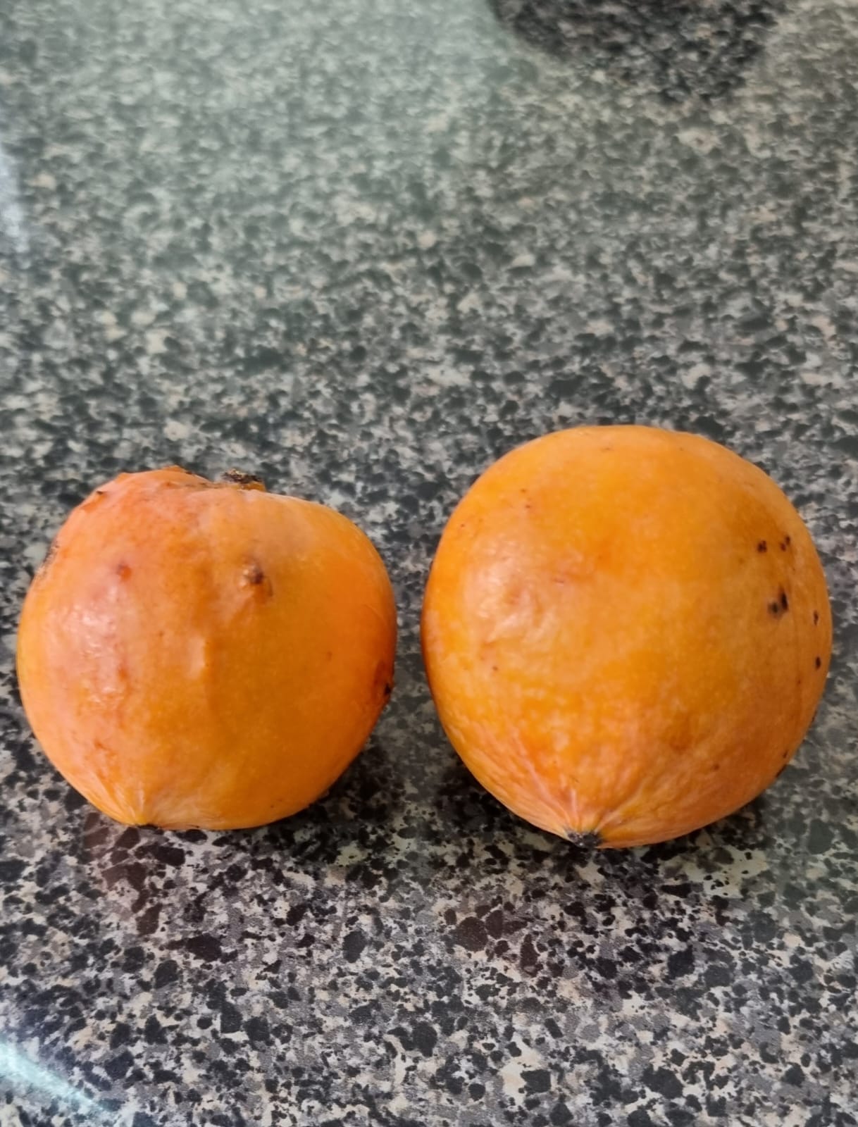 Luc's Garcinia var. Laranja (Garcinia sp. "Mexican Mangosteen")