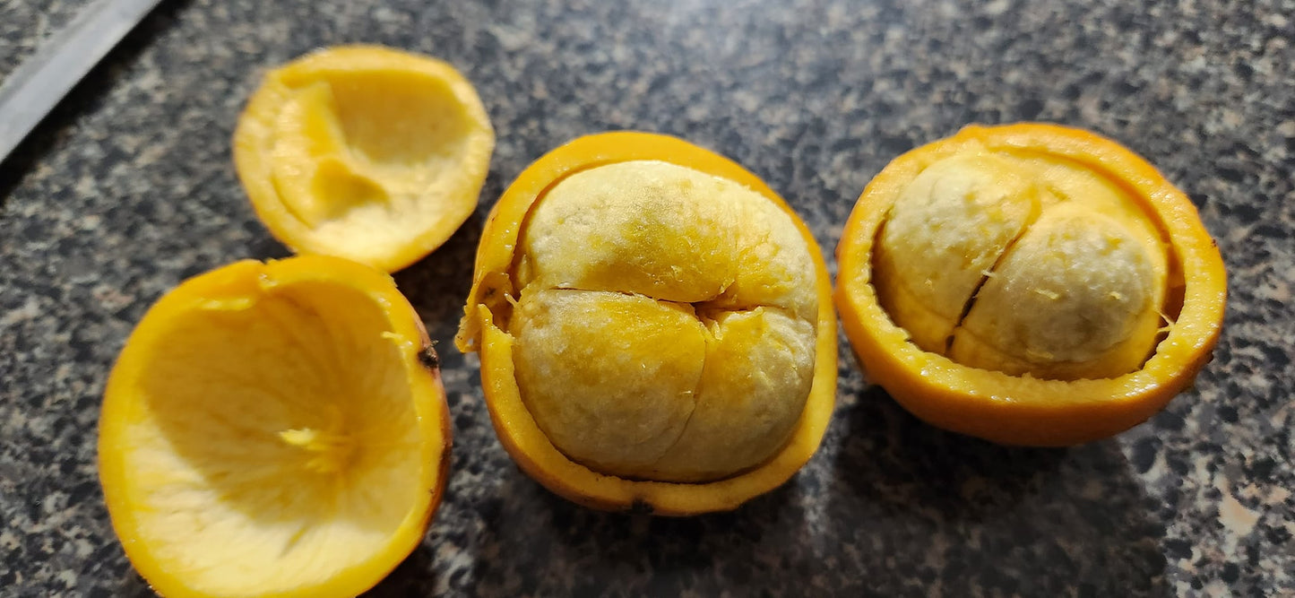 Luc's Garcinia var. Laranja (Garcinia sp. "Mexican Mangosteen")