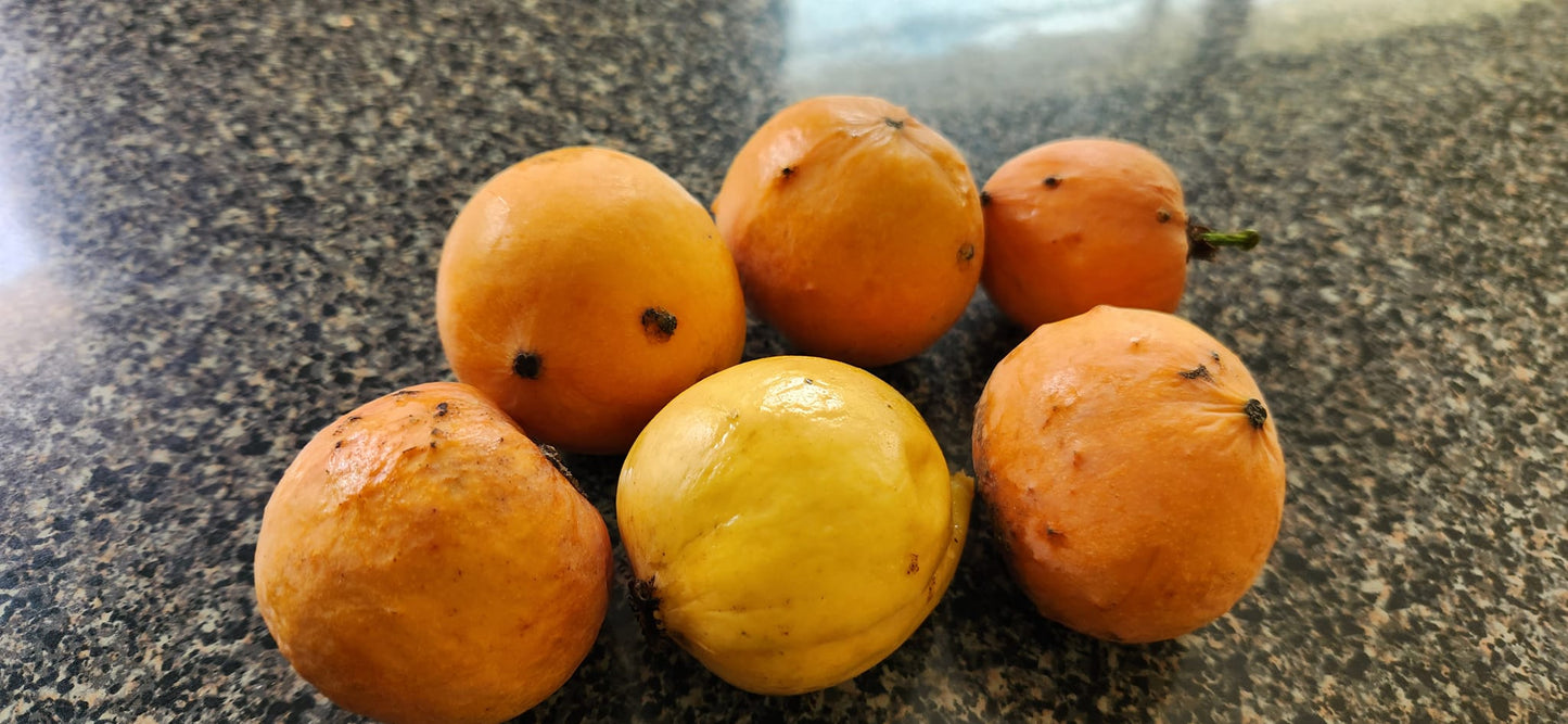 Luc's Garcinia var. Laranja (Garcinia sp. "Mexican Mangosteen")