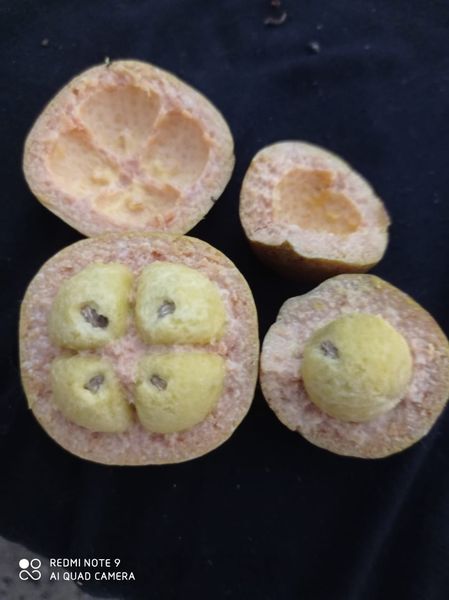 Pouteria glomerata subsp. "Caimitillo"