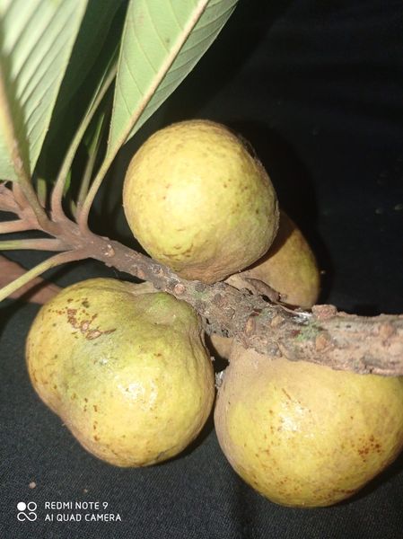Pouteria glomerata subsp. "Caimitillo"