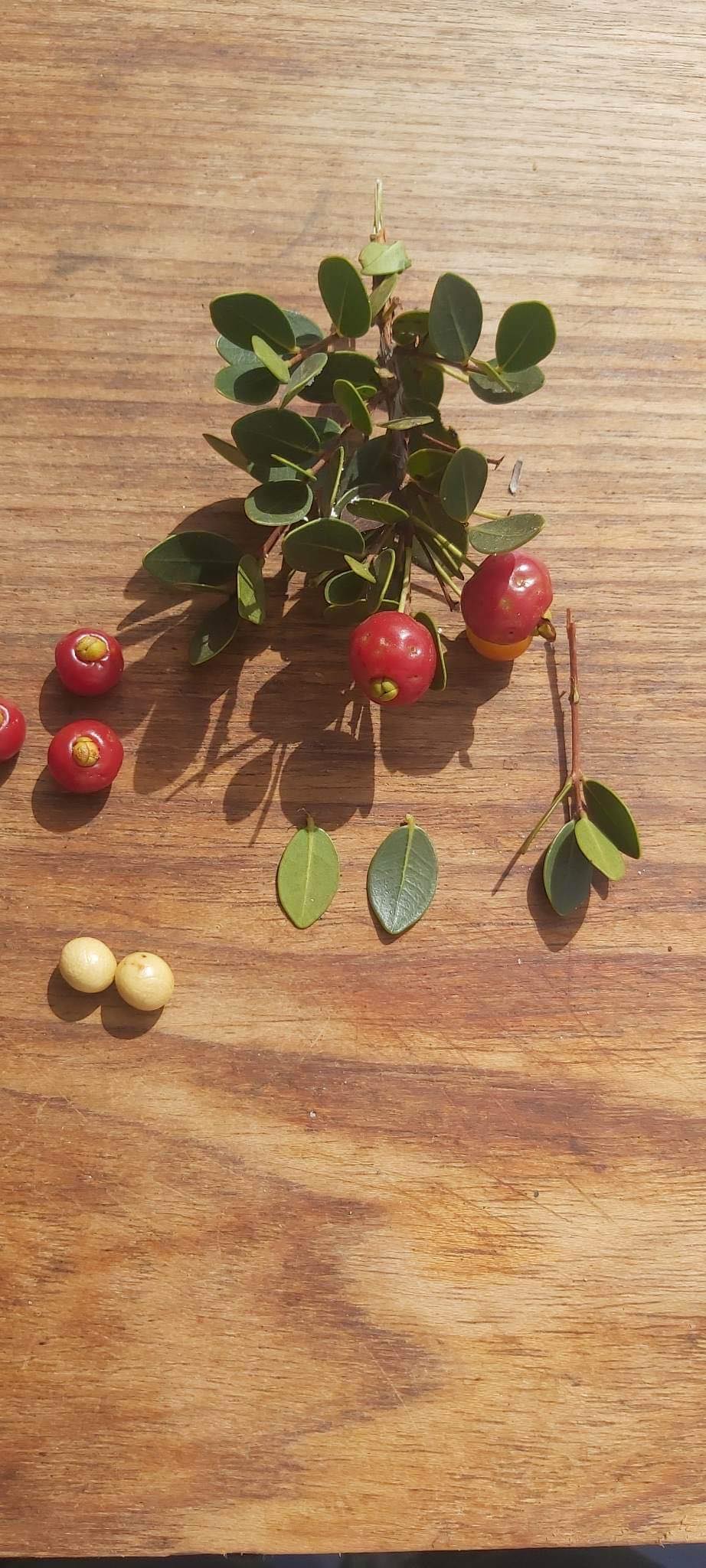 Eugenia punicifolia "Chapada Diamantina"