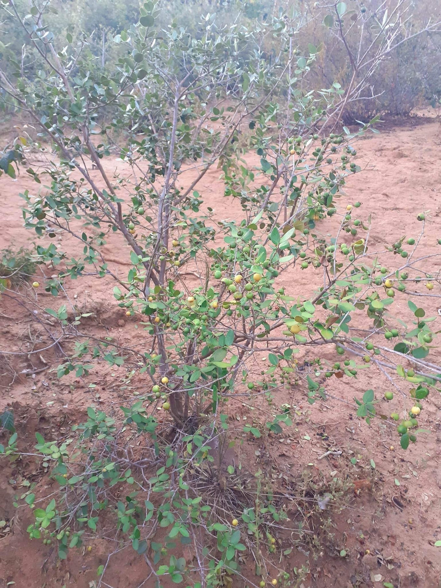 Psidium ganevii var. "Caatinga"