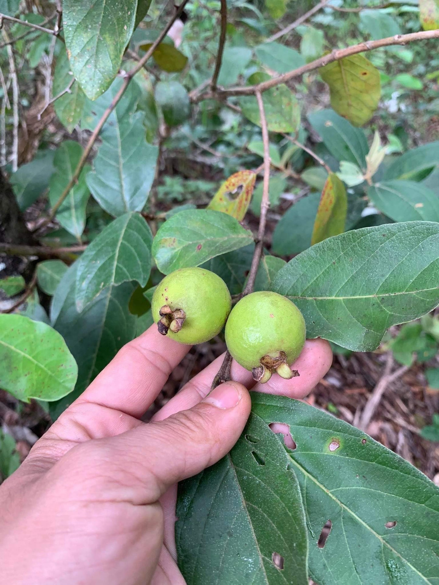 Psidium guineensis