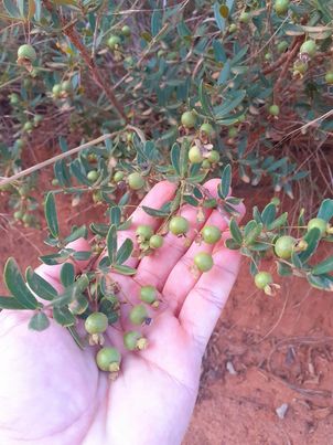 Psidium sp. "Folha Estreita Lisa"