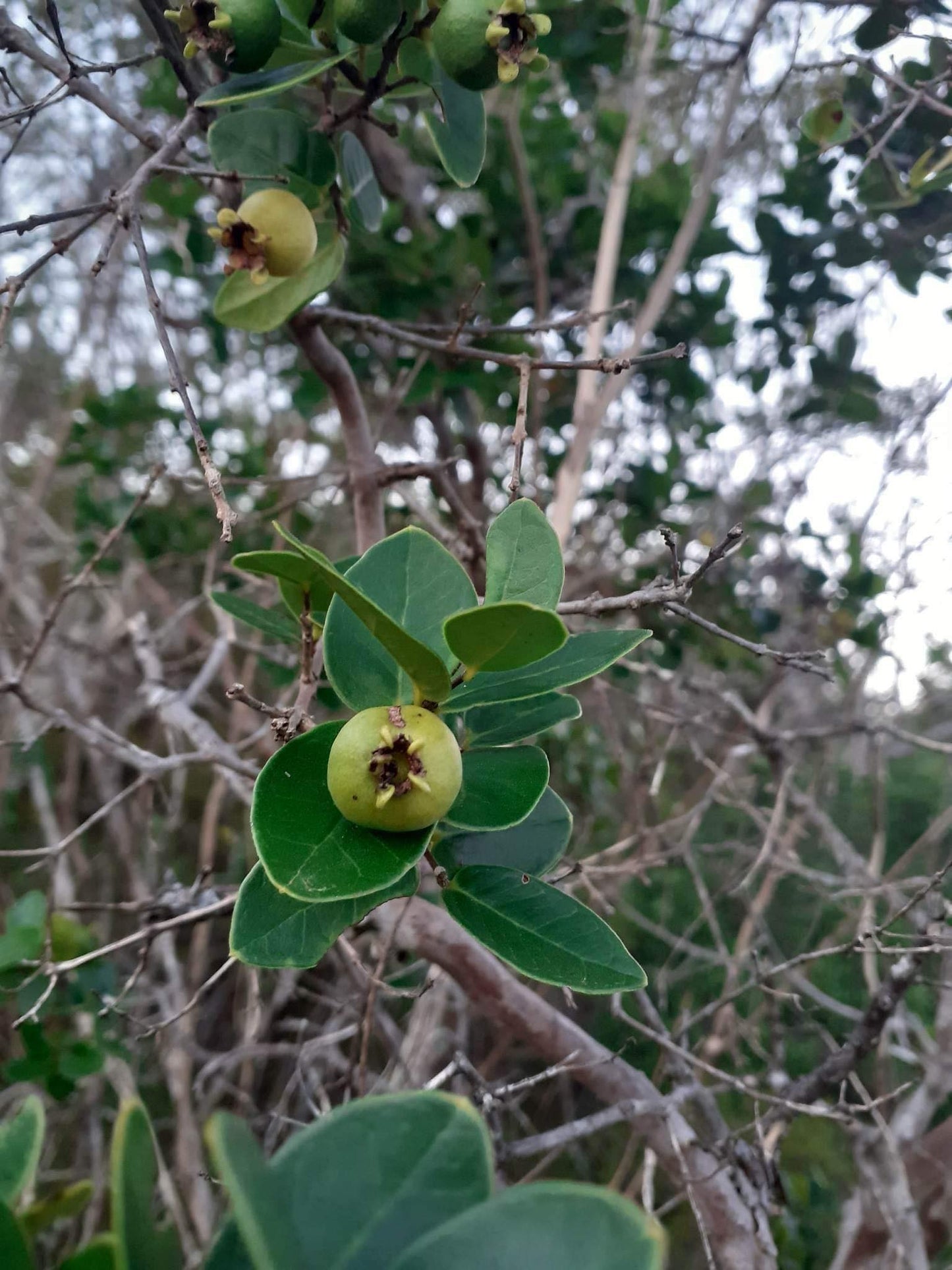 Psidium ganevii var. "Caatinga"