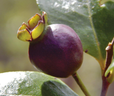 Psidium ganevii