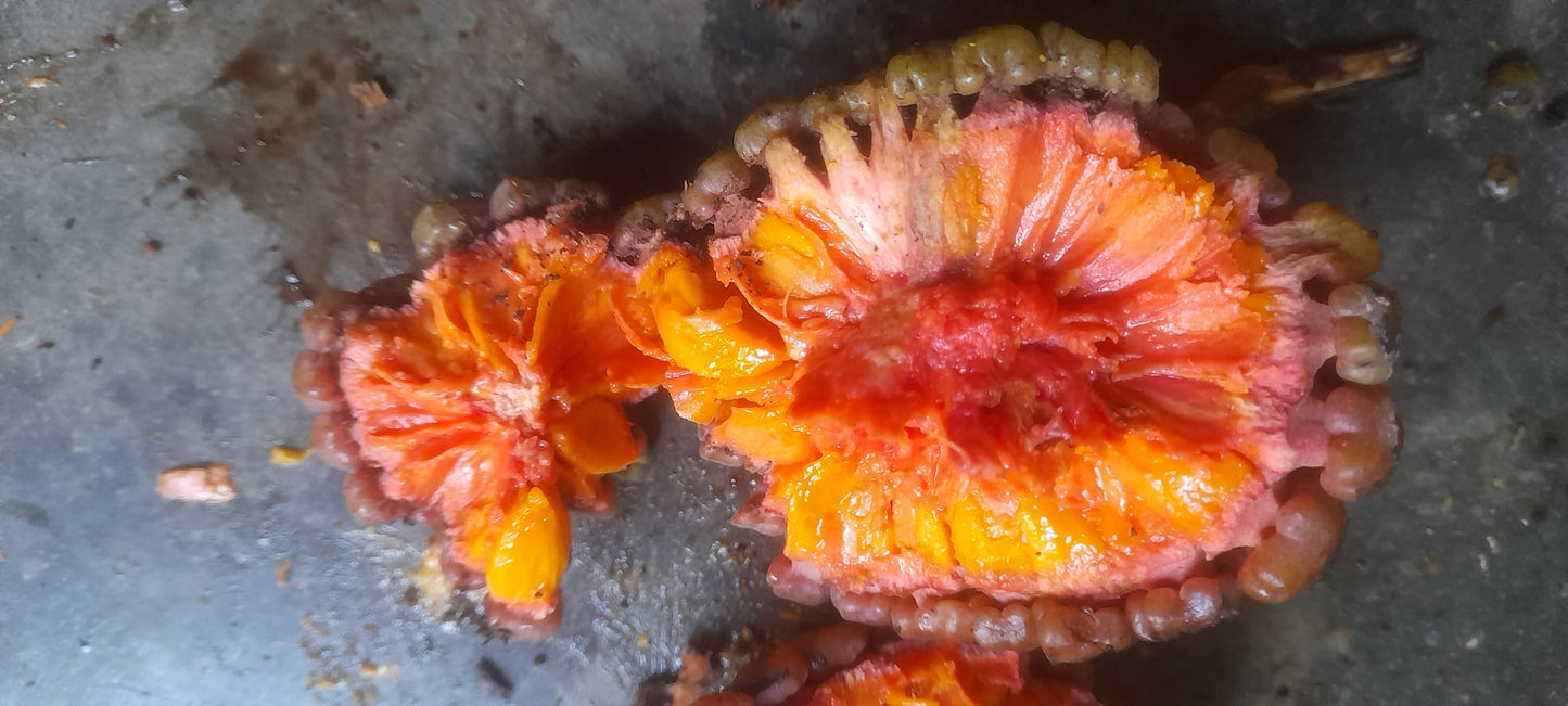 Duguetia lepidota