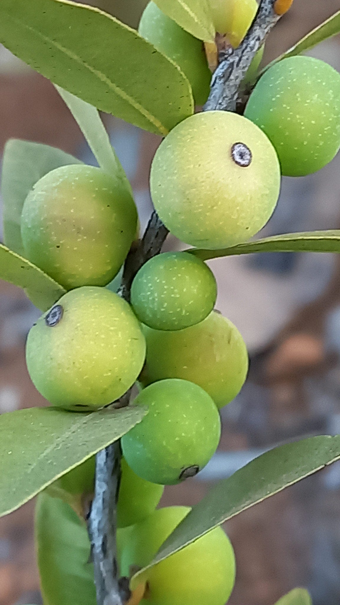 Myrciaria sp. "Rasteria"