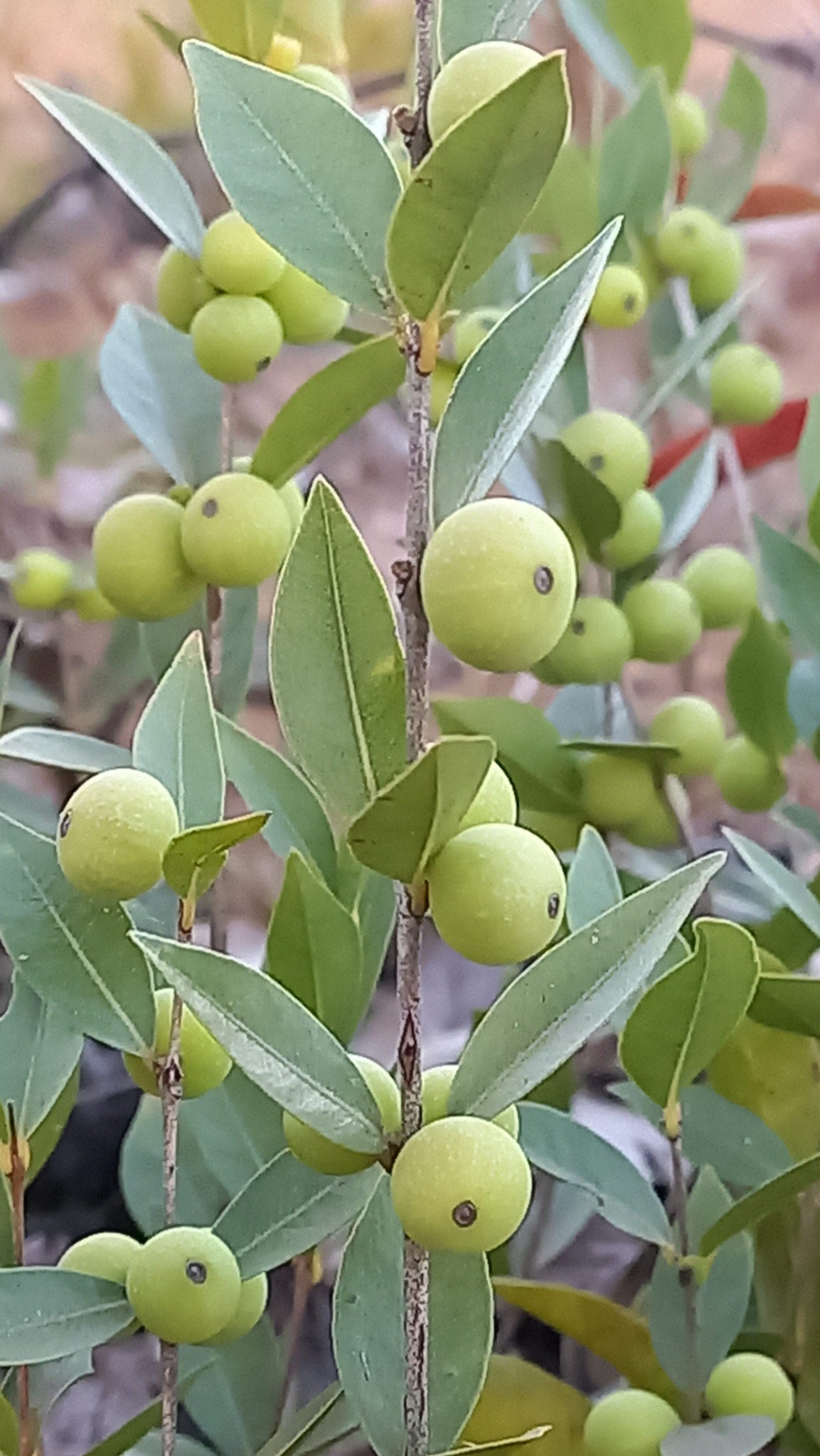 Myrciaria sp. "Rasteria"