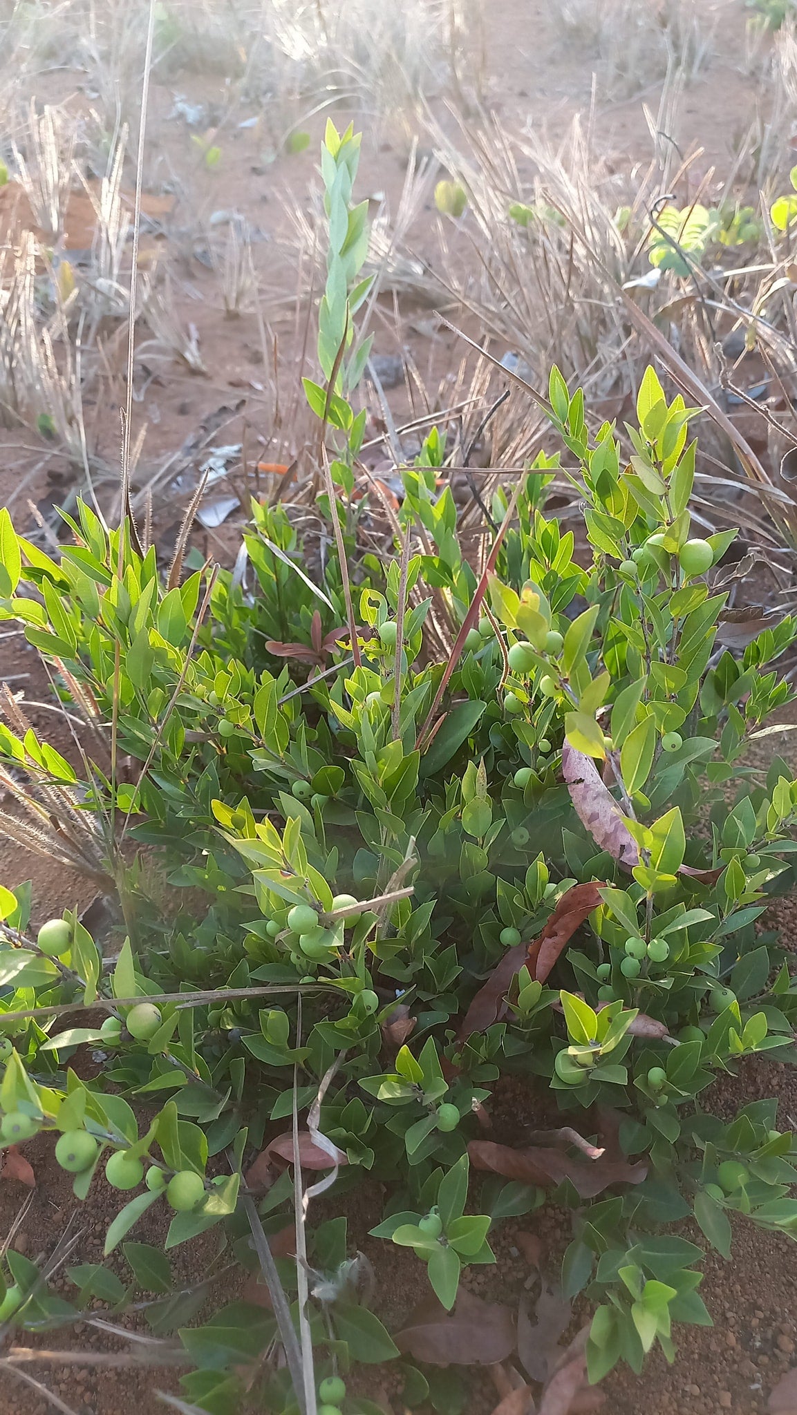 Myrciaria sp. "Rasteria"