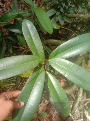 Garcinia latissima "Dolomagota"