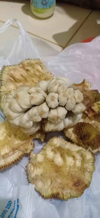 Artocarpus sarawakensis "Pingan"