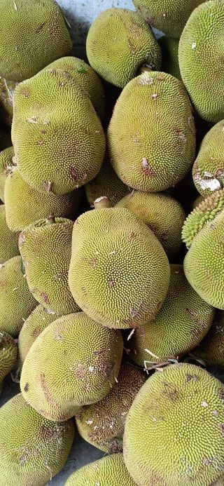 Artocarpus sarawakensis "Pingan"