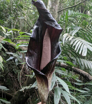 Amorphophallus annulifer