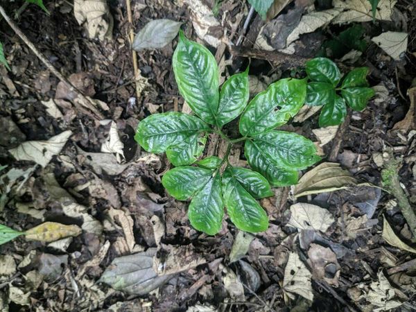 Amorphophallus annulifer